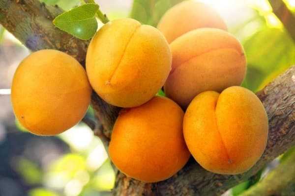 Особенности абрикоса восторг