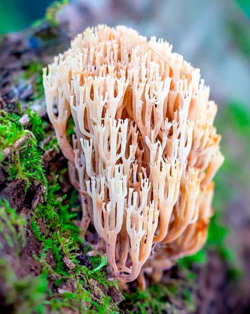 Коралловый гриб – съедобное чудо природы