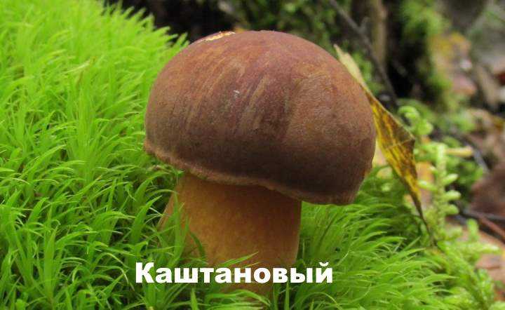 Моховик - описание, как выглядит гриб с фото; польза и вред; использование в кулинарии