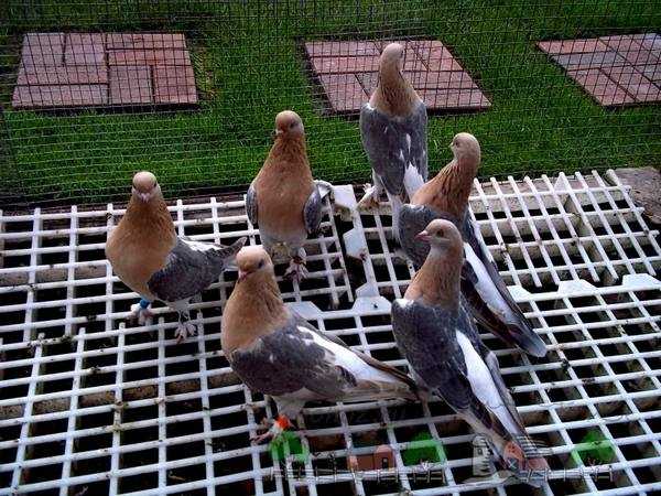 Турецкие голуби такла: видео, разновидности, разведение