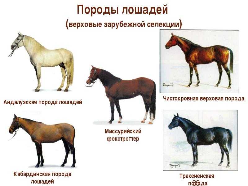 Породы лошадей: виды, описание, особенности пород