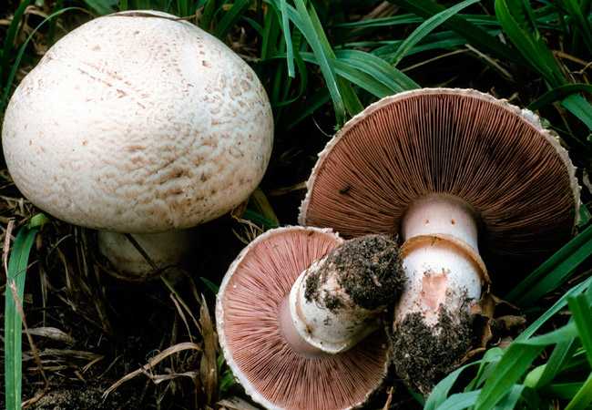 Как вырастить грибы в домашних условиях пошагово в квартире