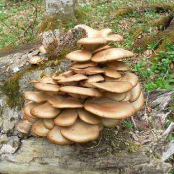 Где и когда растут грибы вешенки, съедобные, ложные и ядовитые виды, их фото и описание