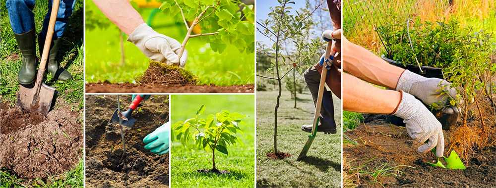 Подкормка плодовых деревьев: виды и назначение удобрений