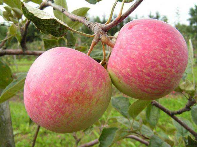 Сорта яблок для урала, сибири, подмосковья. описание и фото
