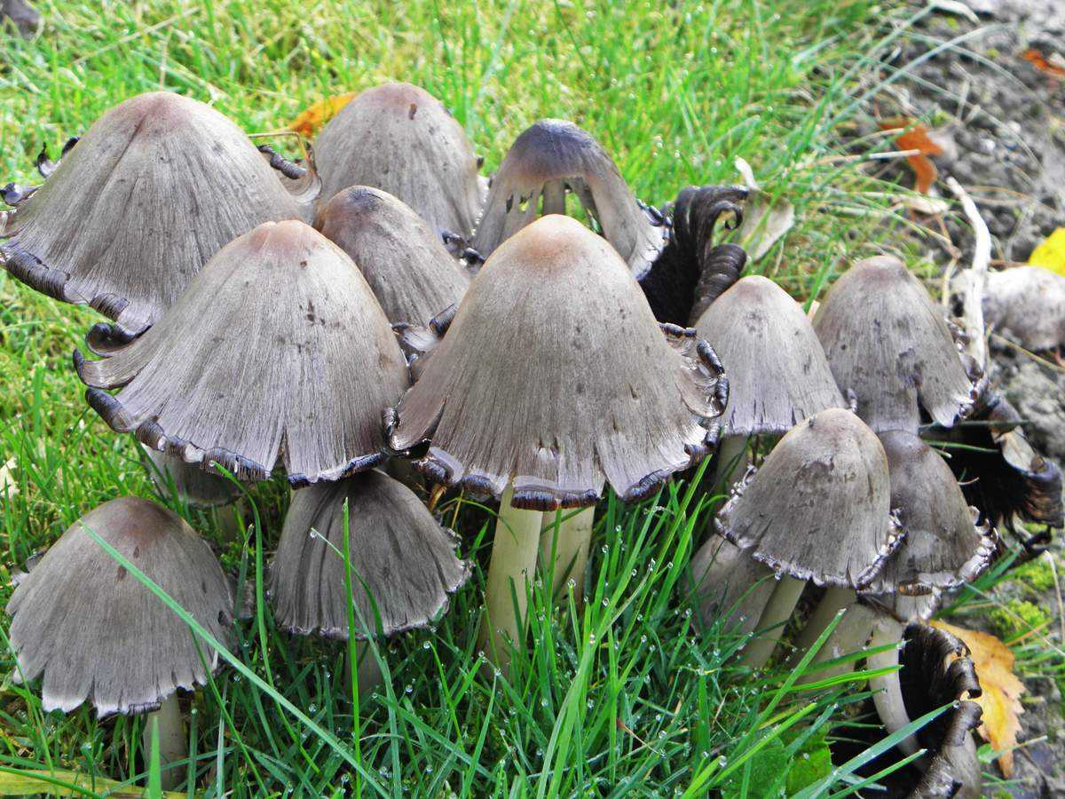 Навозник серый — гриб-чернила,  удивительный представитель лесного царства!