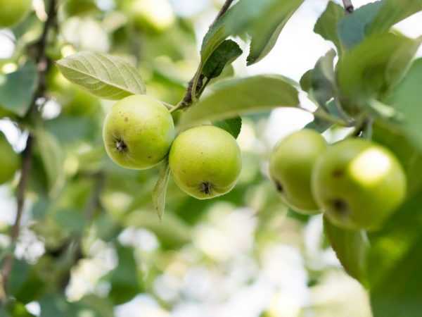 Особенности посадки и ухода за яблоней сорта заветное