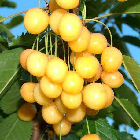 Черешня дрогана желтая: выращивание сорта, описание, опылители