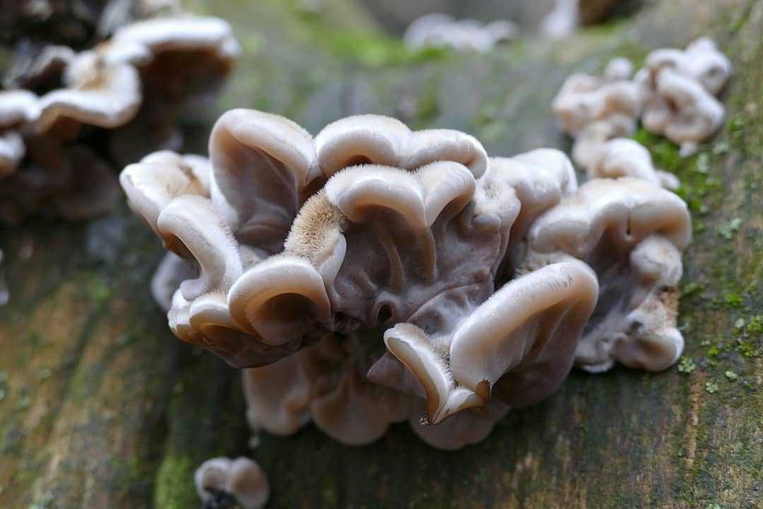 Аурикулярия уховидная – нежный восточный деликатес - грибы собираем