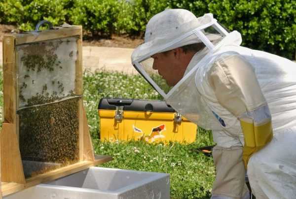 Подкормка пчел сахарным сиропом осенью