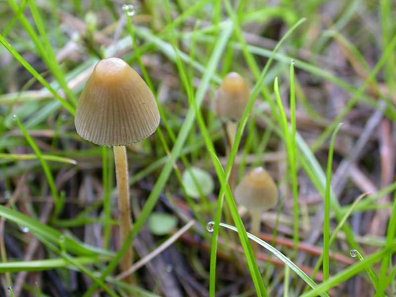 Галлюциногенные грибы: действие, зависимость и лечение | наркологическая клиника maavar