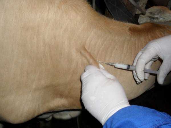 Вакцинация крс: схемы прививок коров и телят