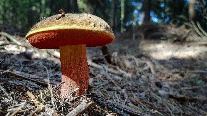 Несъедобные двойники: ядовитые грибы зонтики