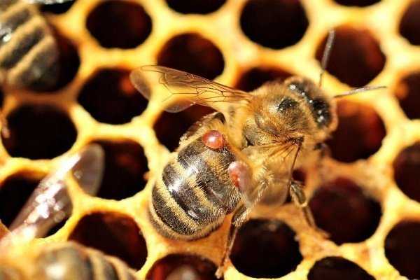 Как и чем обрабатывать пчелиные ульи от клеща?