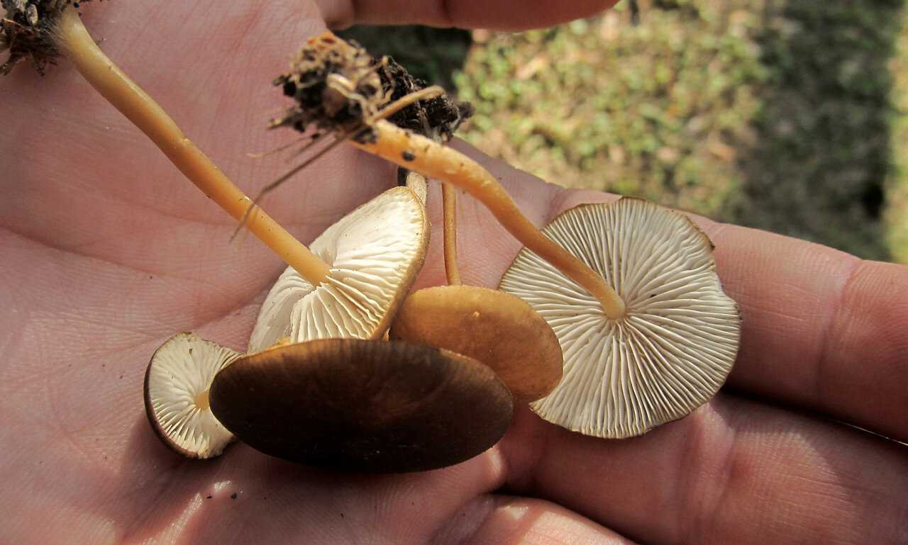Весенние грибы: съедобные и несъедобные виды