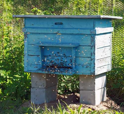 Ловушки для пчел своими руками: чертежи, размеры, фото, видео