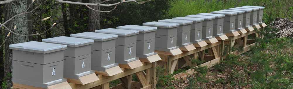 Содержание пчел в многокорпусных ульях: методы и технология