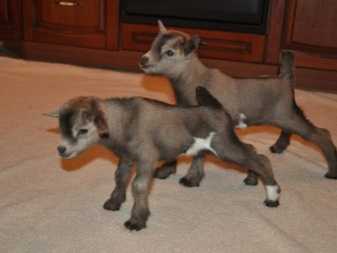 Камерунские козы (33 фото): описание породы карликовых коз. сколько молока в день они дают? тонкости содержания маленьких козлят, отзывы владельцев