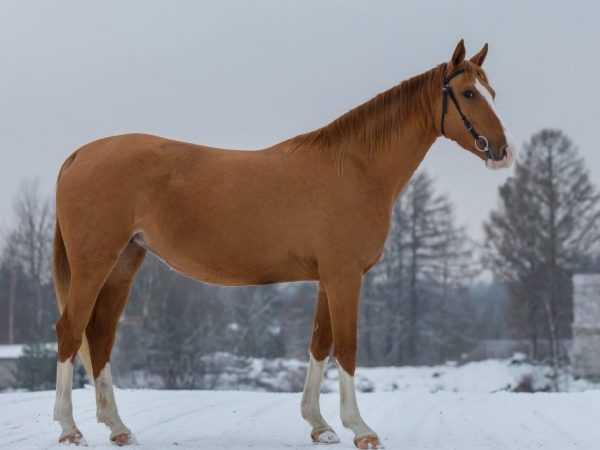 Донская порода лошадей: описание и фото