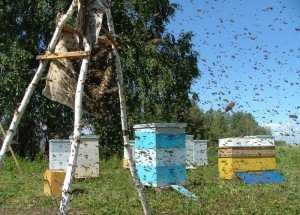 Роение пчел: причины и признаки, преимущества и недостатки, методы борьбы