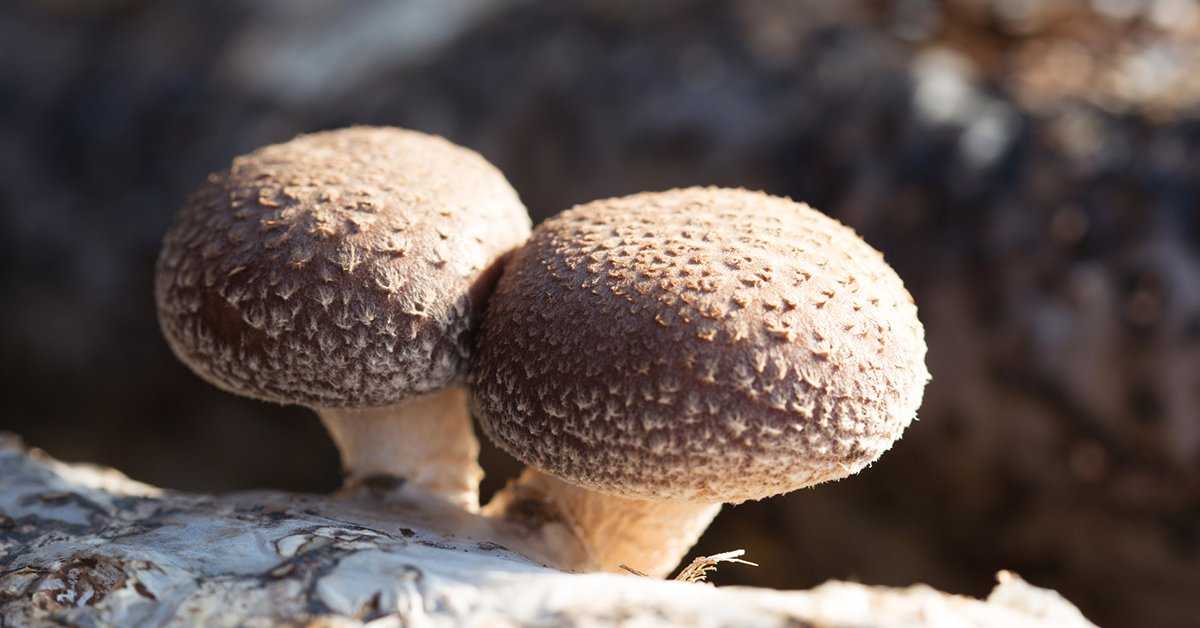 Выращивание грибов шиитаке: лучший способ
