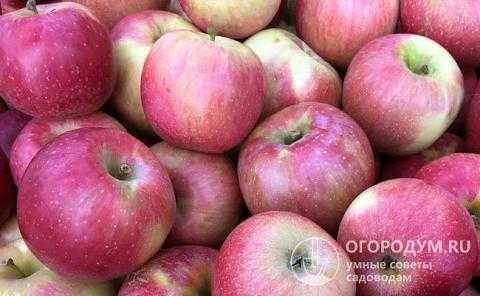 Яблоня голден делишес — прихотливая американка с отличным урожаем