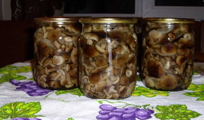 Маринованные грибы опята - сбор и очень вкусные рецепты на зиму