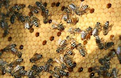 Жизнь нашей пасеки или практическое пчеловодство: о противоварроатозных обработках.