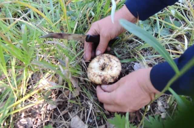 Рост белых грибов — сколько они растут и при какой температуре