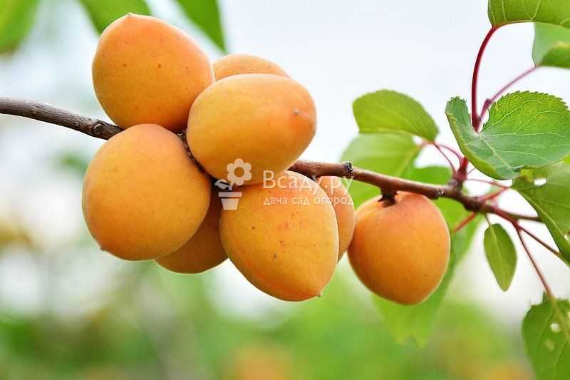 Лучшие сорта абрикоса устойчивые к монилиозу