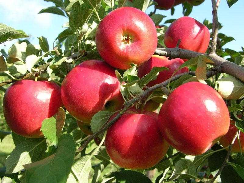 Сорт яблони старкримсон: фото и описание сорта, выращивание и уход