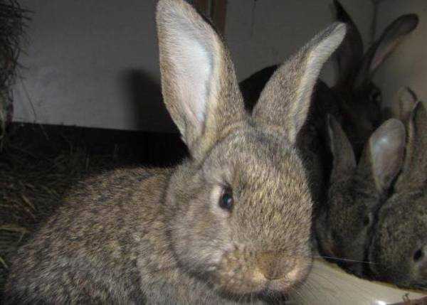 Кролики породы ризен с фото и видео