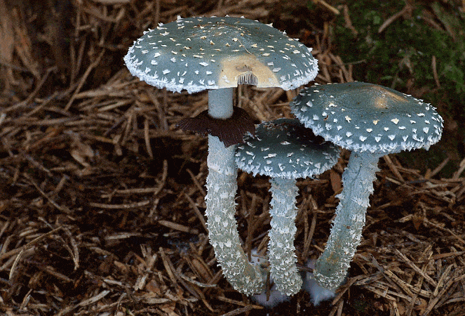Строфария хорнеманна (stropharia hornemannii) –  грибы сибири