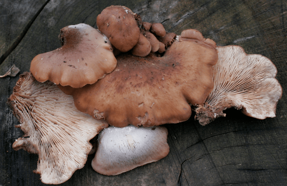 Пилолистничек медвежий (lentinellus ursinus) –  грибы сибири
