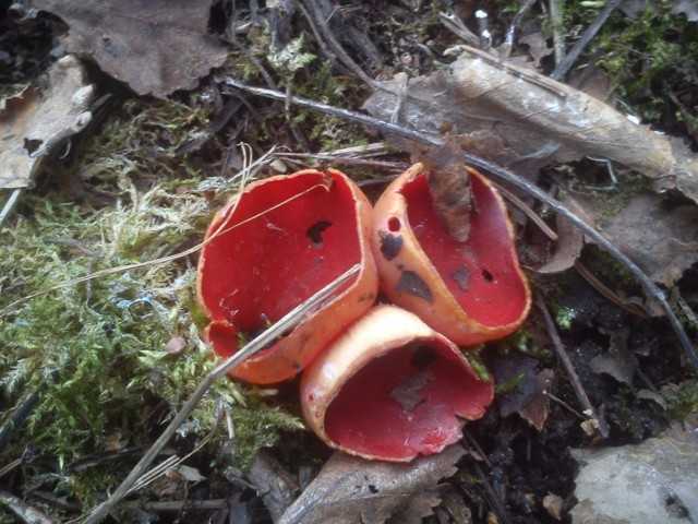 Филлопорус красно-оранжевый. описание, где растет, похожие виды, фото