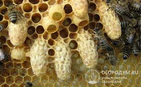 Как сделать отводок пчел самым простым способом?