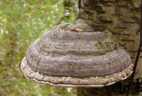 Заражение деревьев спорами грибов трутовика на дачном участке
заражение деревьев спорами грибов трутовика на дачном участке