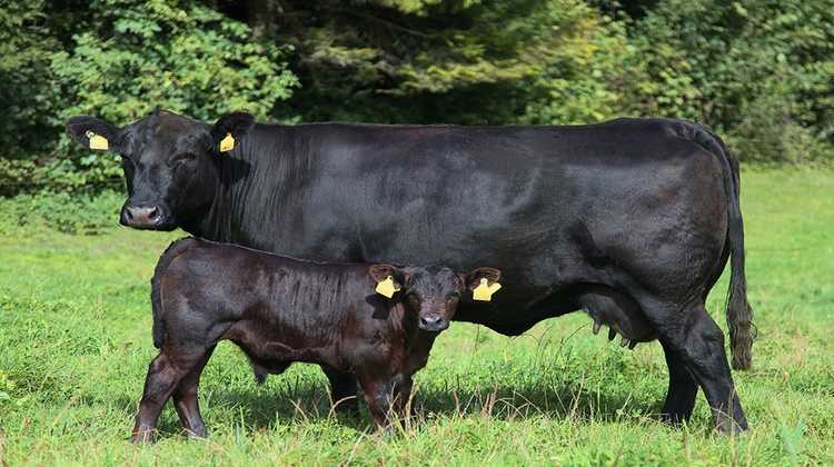 Абердин-ангусская порода коров: достоинства, недостатки