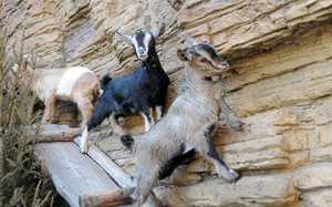 Камерунские козы: отзывы владельцев