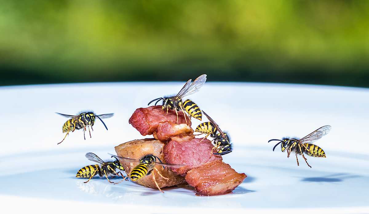 Как отличить осу от пчелы, в чем разница между этими жалящими насекомыми. Где чаще можно встретить пчел и ос. Есть ли разница в укусах осы и пчелы.