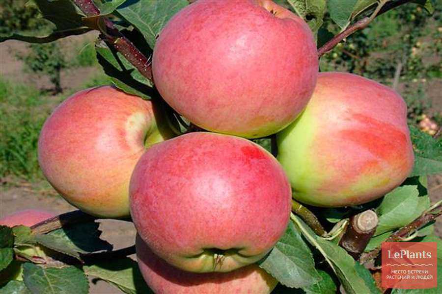 Яблоня бессемянка мичуринская: описание сорта