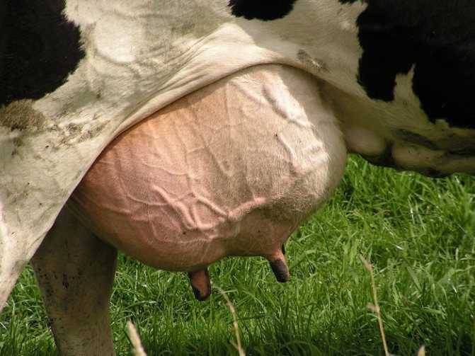 Если появился у коровы в вымени шарик: причины патологии, симптомы, разновидности. Эффективные методы лечения и профилактика.