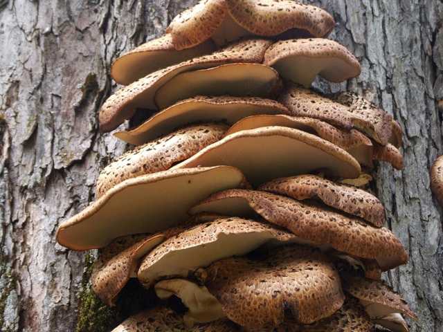 Паразитизм грибов трутовиков: на березе и других деревьях, методы борьбы