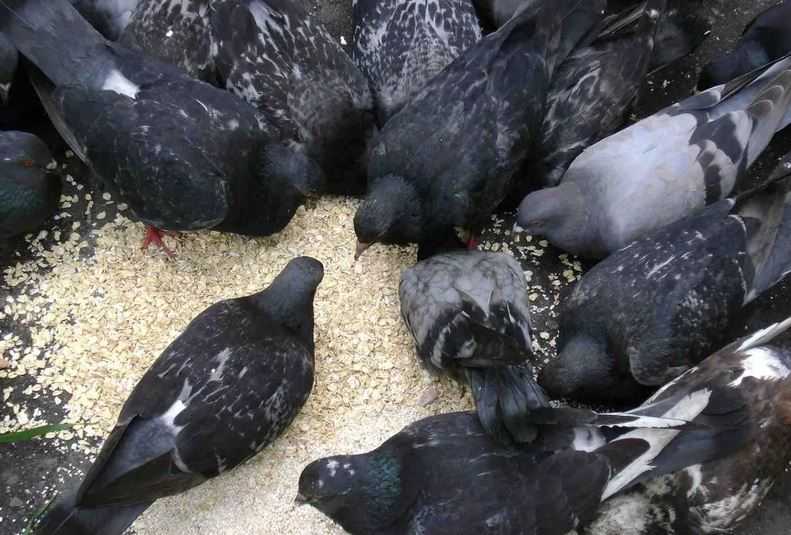 Особенности питания голубей в уличных и домашних условиях