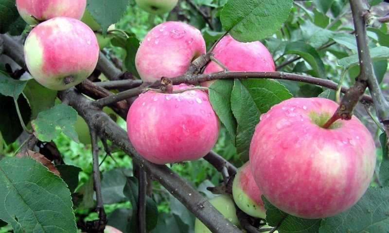 Популярная яблоня мельба: полная характеристика сорта, отзывы