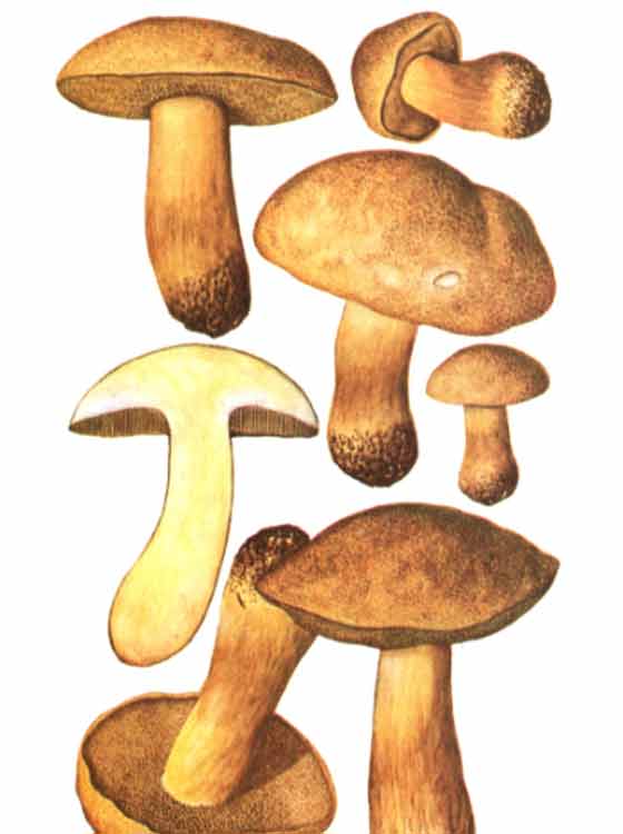 Желто-бурый моховик: как выглядит и где растет, можно ли употреблять гриб в пищу и правила приготовления. Двойники и их отличия, правила сбора желто-бурых маслят.