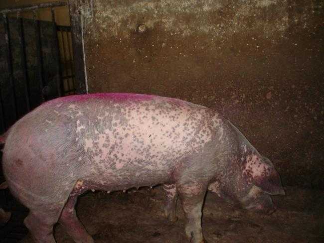 Вакцина против болезни ауески свиней овец и коров