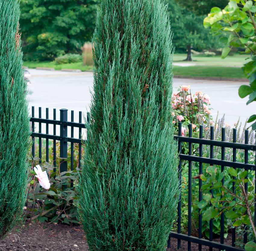 Можжевельник Скальный (Juniperus Scopulorum): описание и особенности вида, популярные сорта, фото. Агротехника: посадка, уход, обрезка, размножение, возможные проблемы.