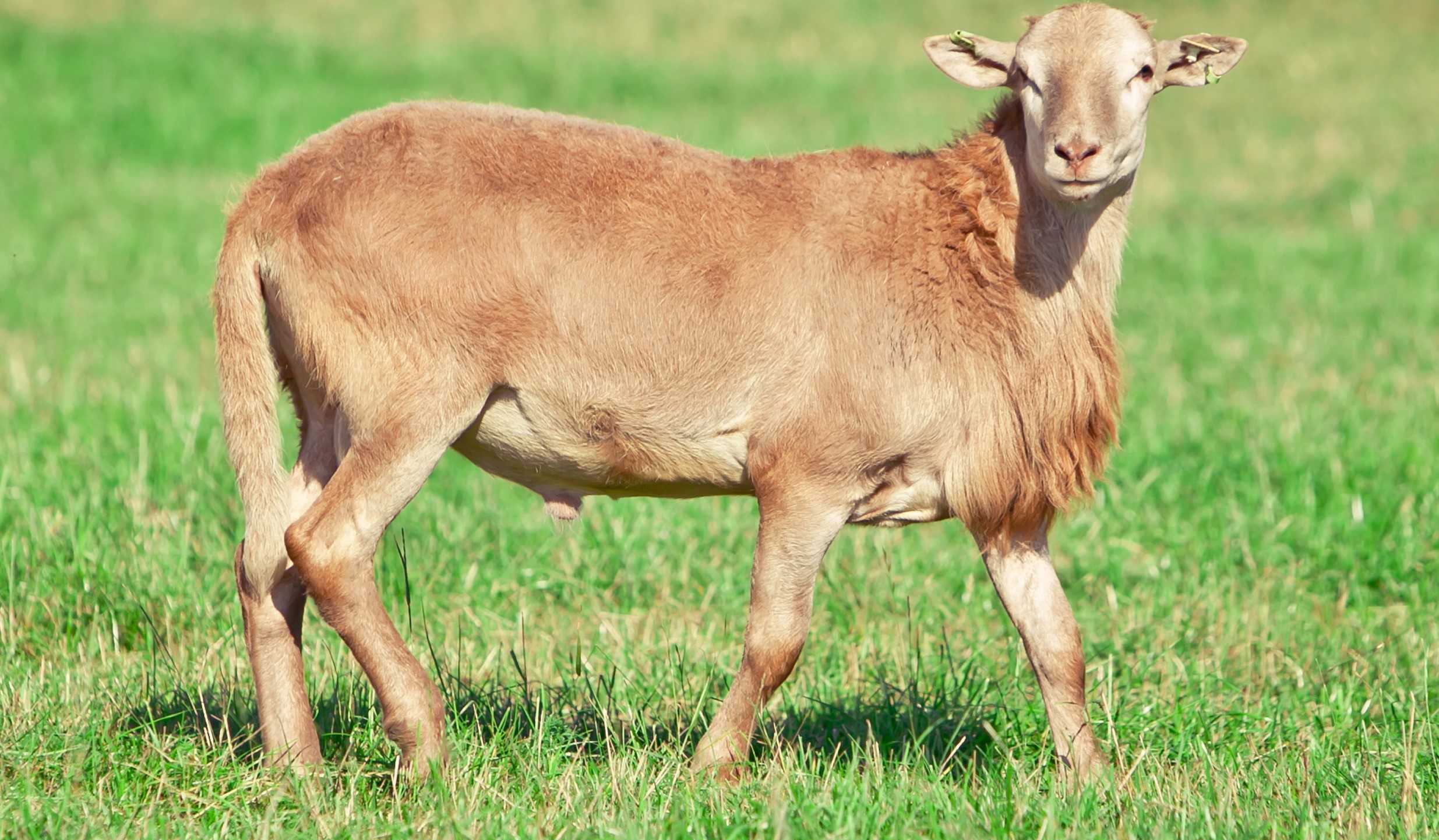Гладкошерстные катумские овцы: описание, продуктивность, разведение в домашних условиях