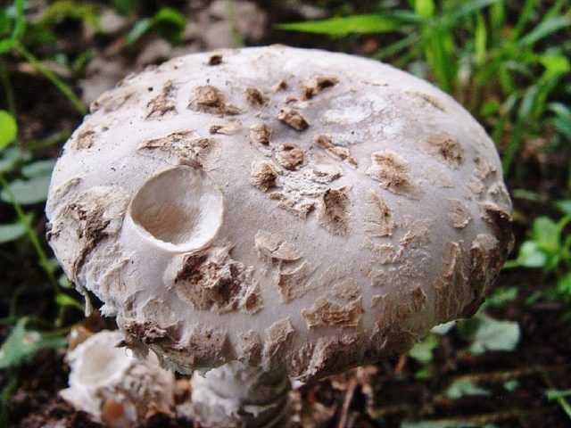 Псилоцибе полуланцетовидная (грибы веселушки, psilocybe semilanceata): как выглядит, где и когда растет в россии, в подмосковье